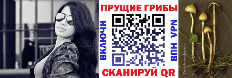 Галлюциногенные грибы Psilocybine cubensis Миньяр